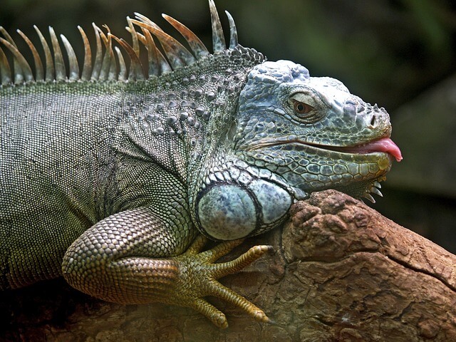 A lizard
